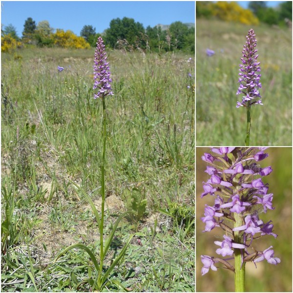 Gymnadenia conopsea var.aestivalis - Parco nazionale Gran Sasso e Laga  luglio 2020_2024.